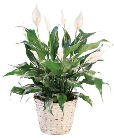 Blooming Peace Lily House Plant in Columbia, IL | MEMORY LANE FLORAL