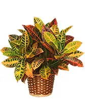 CROTON PLANT BASKET  Codiaeum variegatum pictum 