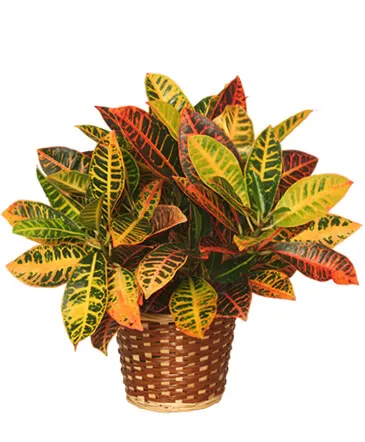 CROTON PLANT BASKET  Codiaeum variegatum pictum  in Columbia, IL | MEMORY LANE FLORAL