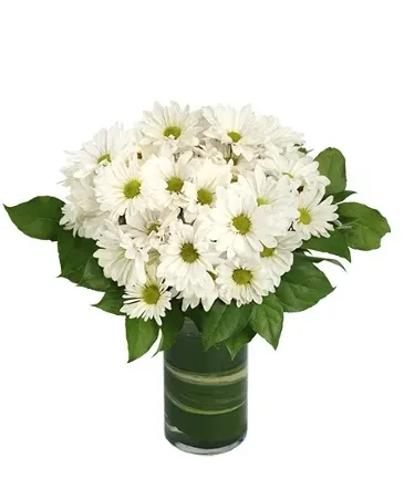 Dazzling Daisy Poms Flower Arrangement  in Columbia, IL | MEMORY LANE FLORAL
