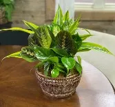 Dish Garden  Plant