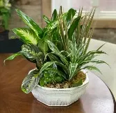 Dish Garden  Plant