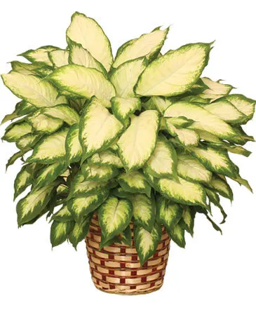 DUMB CANE HOUSE PLANT Dieffenbachia bowmanii in Columbia, IL | MEMORY LANE FLORAL