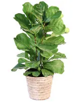 Fiddle Leaf Fig House Plant
