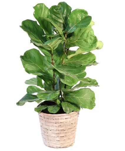 Fiddle Leaf Fig House Plant