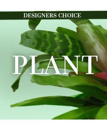 Lovely Plant Designer's Choice in Columbia, IL | MEMORY LANE FLORAL
