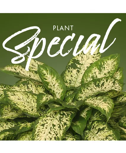 Plant Special Designer's Choice