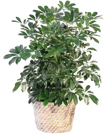 Schefflera House Plant in Columbia, IL | MEMORY LANE FLORAL
